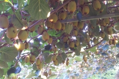 kiwis La Petite Louinais